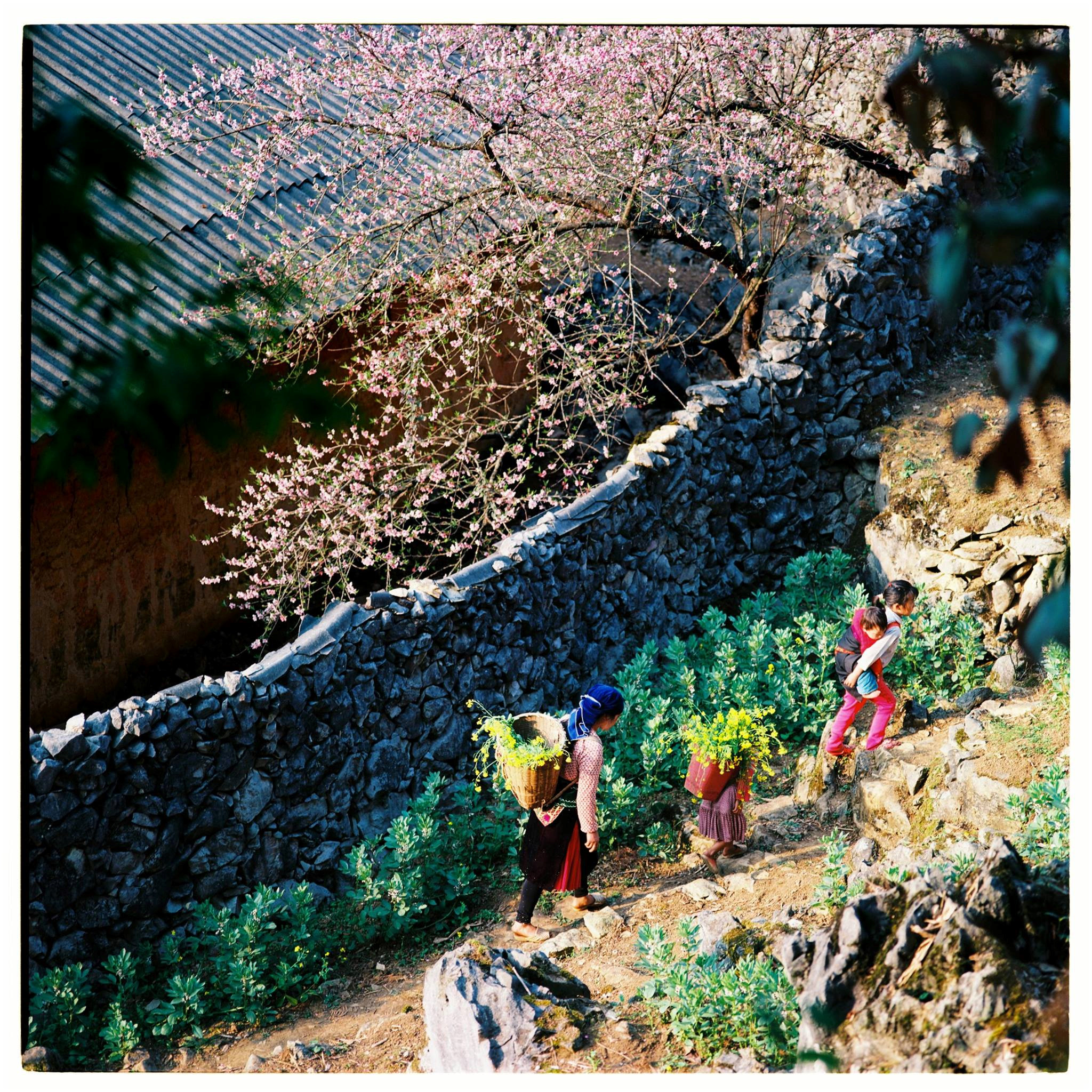 Bộ[-]ảnh[-]phim[-]tuyệt[-]đẹp[-]về[-]cao[-]nguyên[-]đá[-]Hà[-]Giang[-]mùa[-]xuân